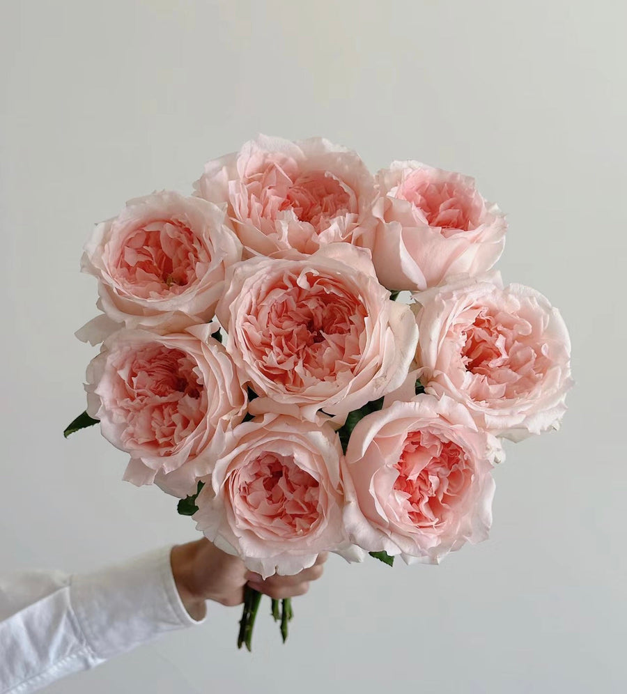 Flow potted garden rose