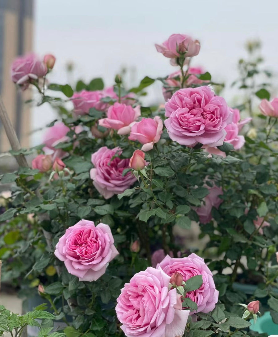 Rose Pompadour potted garden rose