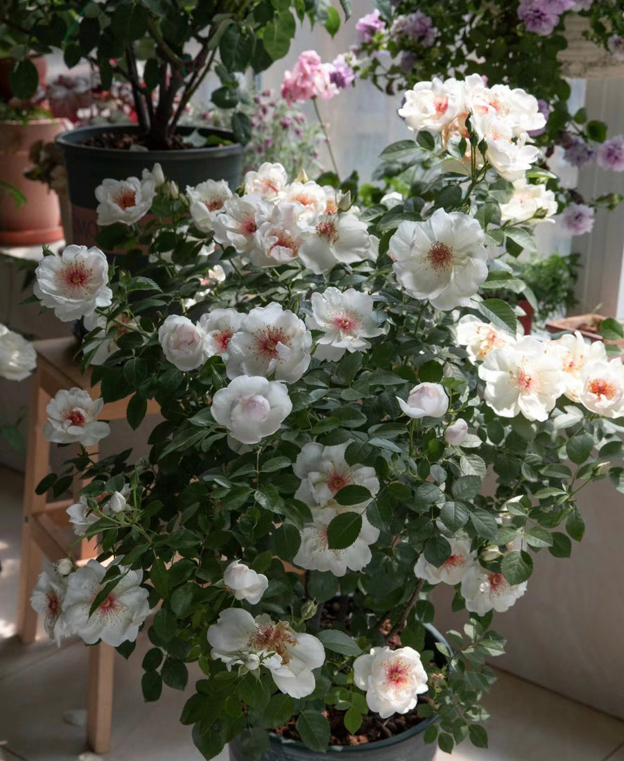 Jacqueline du Pré potted garden rose
