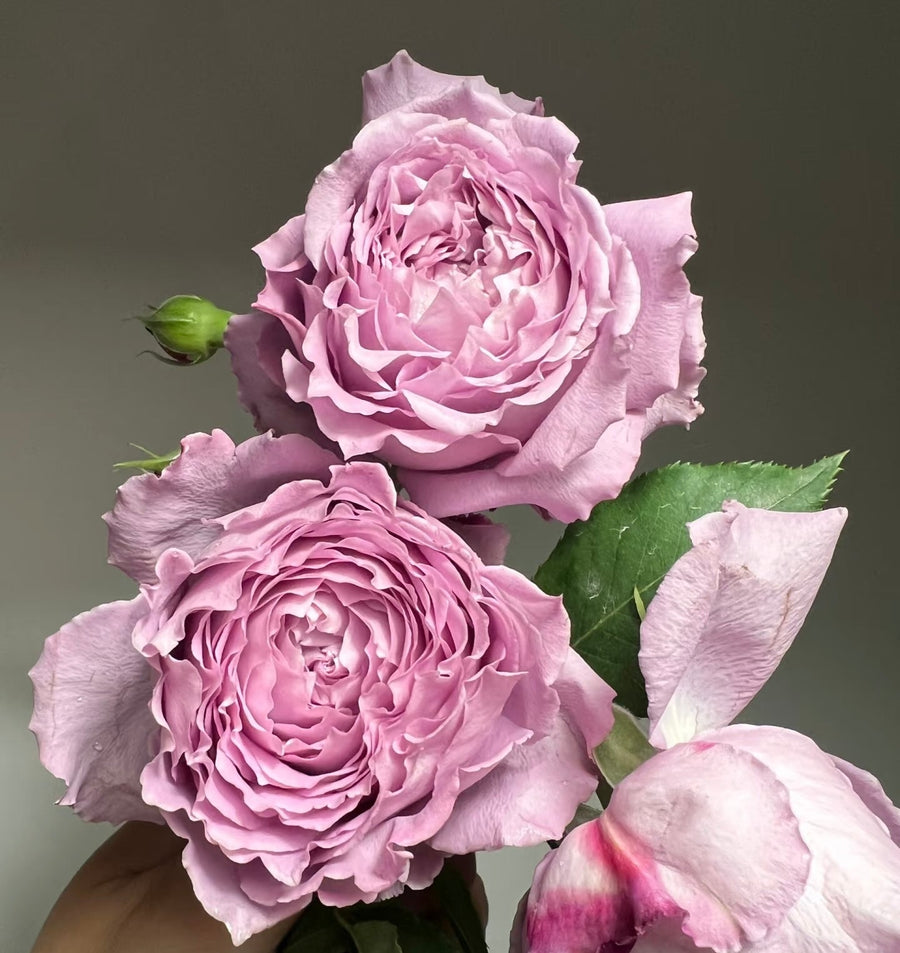 Blue Silky Ball Lan Si Qiu-Lang Rosa potted garden rose