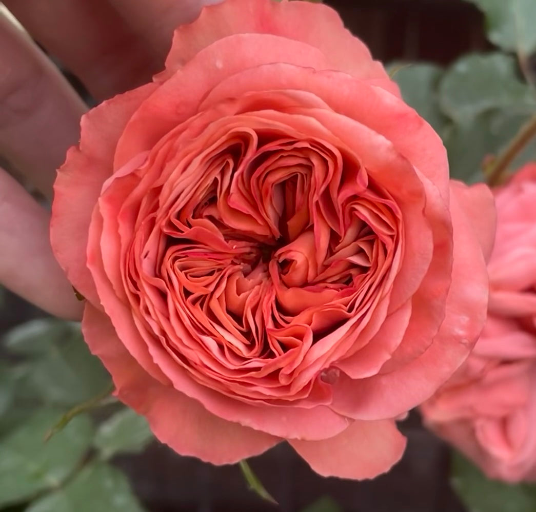 Bella Trendsetter potted garden rose