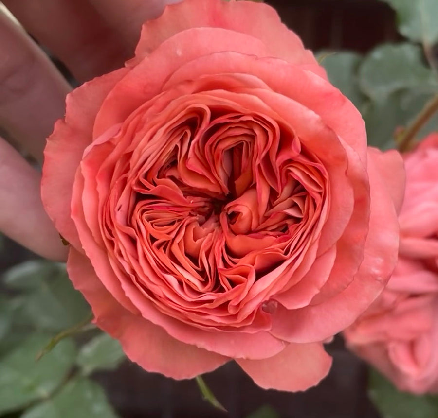 Bella Trendsetter potted garden rose