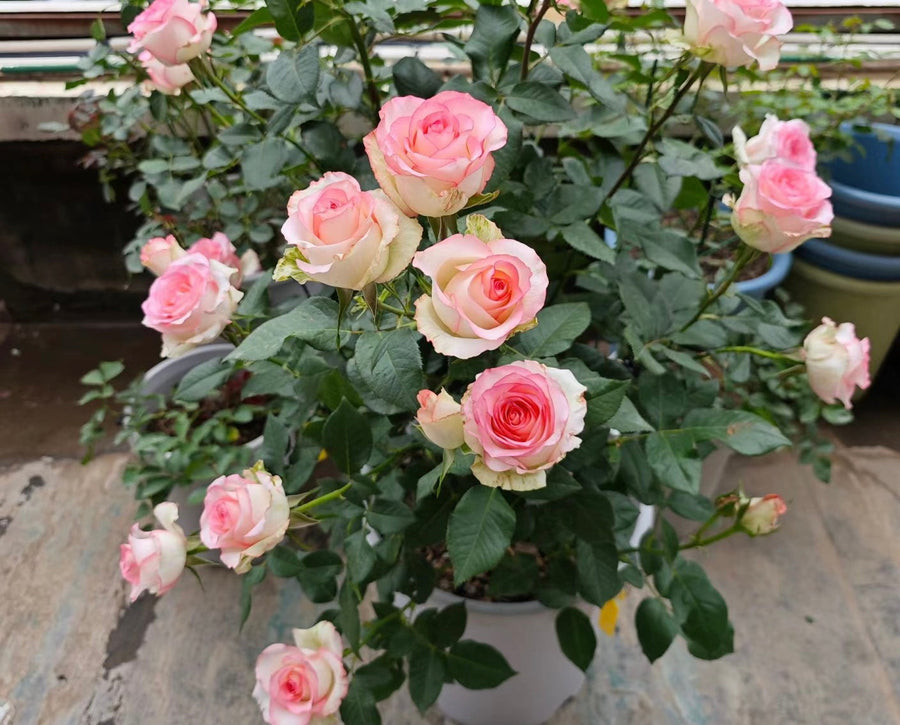 rose-Jumilia potted garden rose