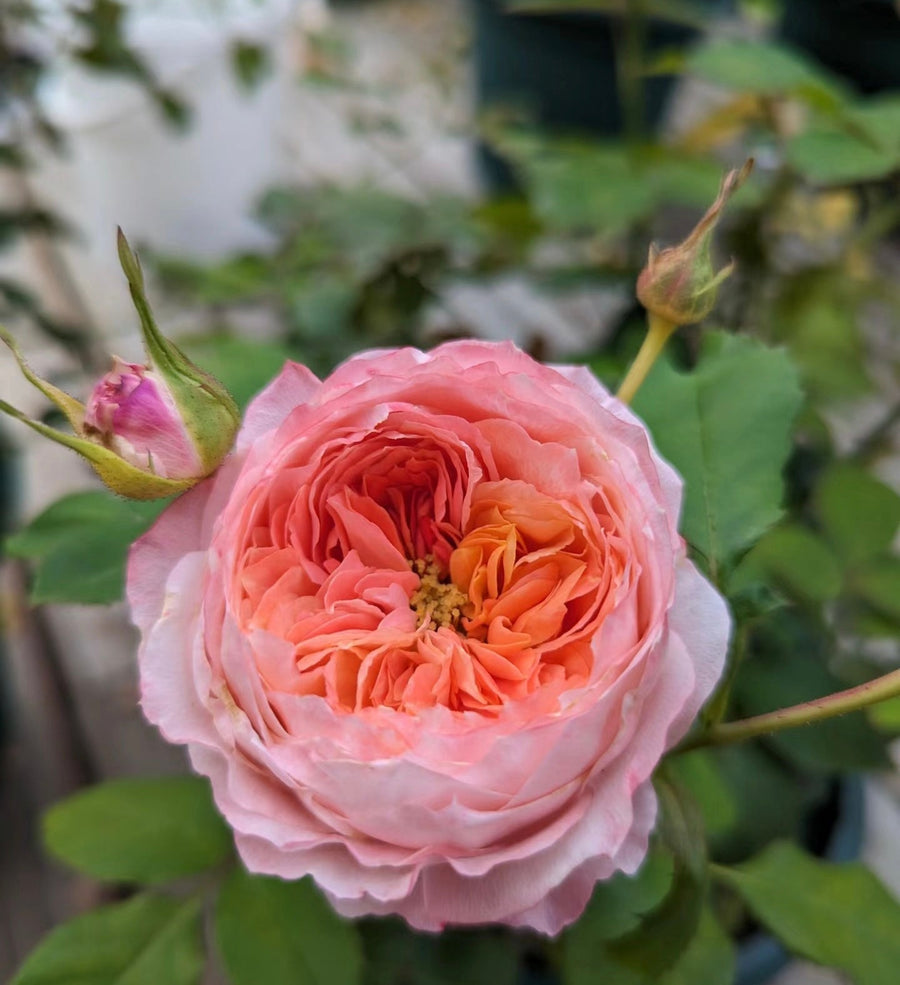 Princess Sakura potted garden rose