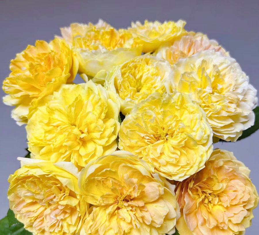 Molineux potted garden rose
