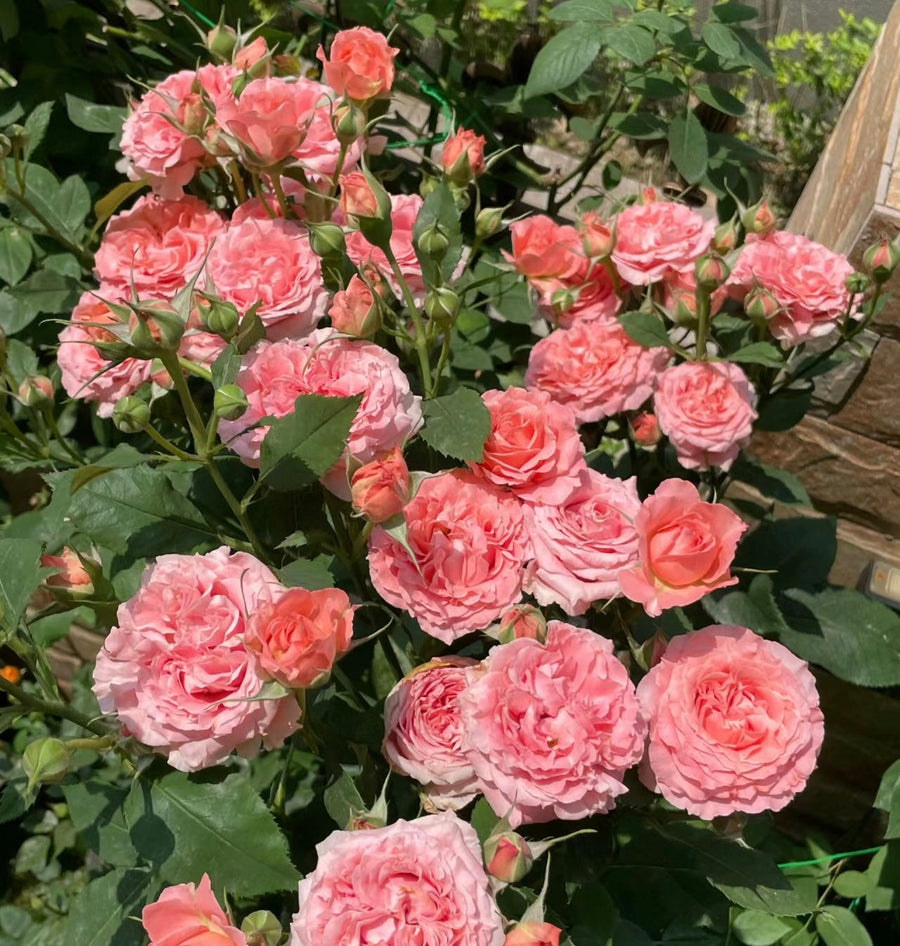 Corail Gelee potted garden rose