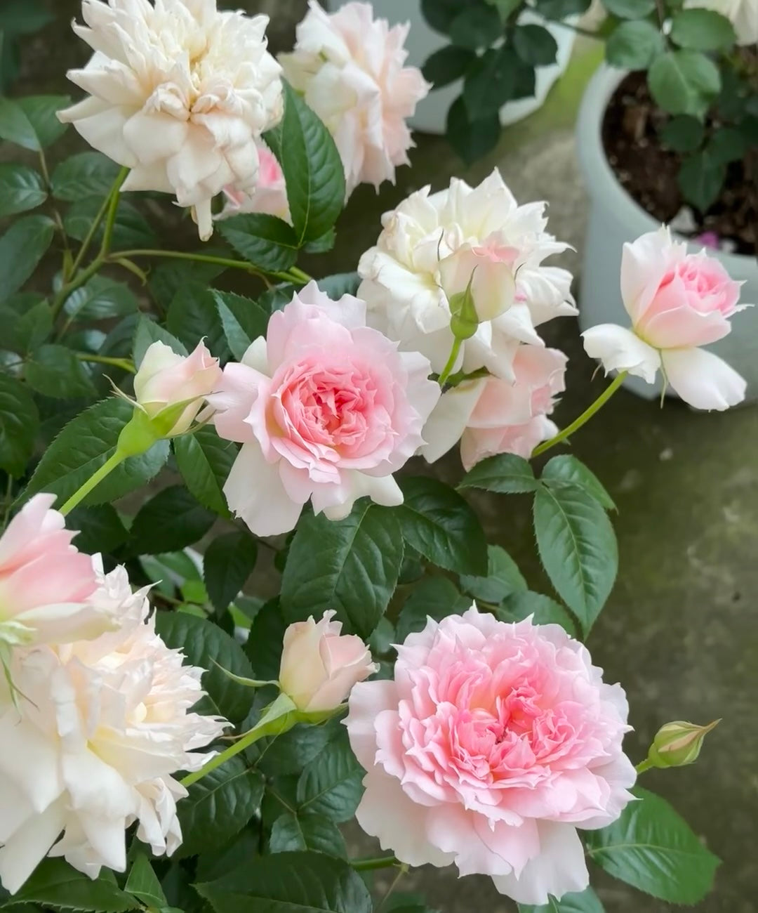 Ajourée Rose potted garden rose