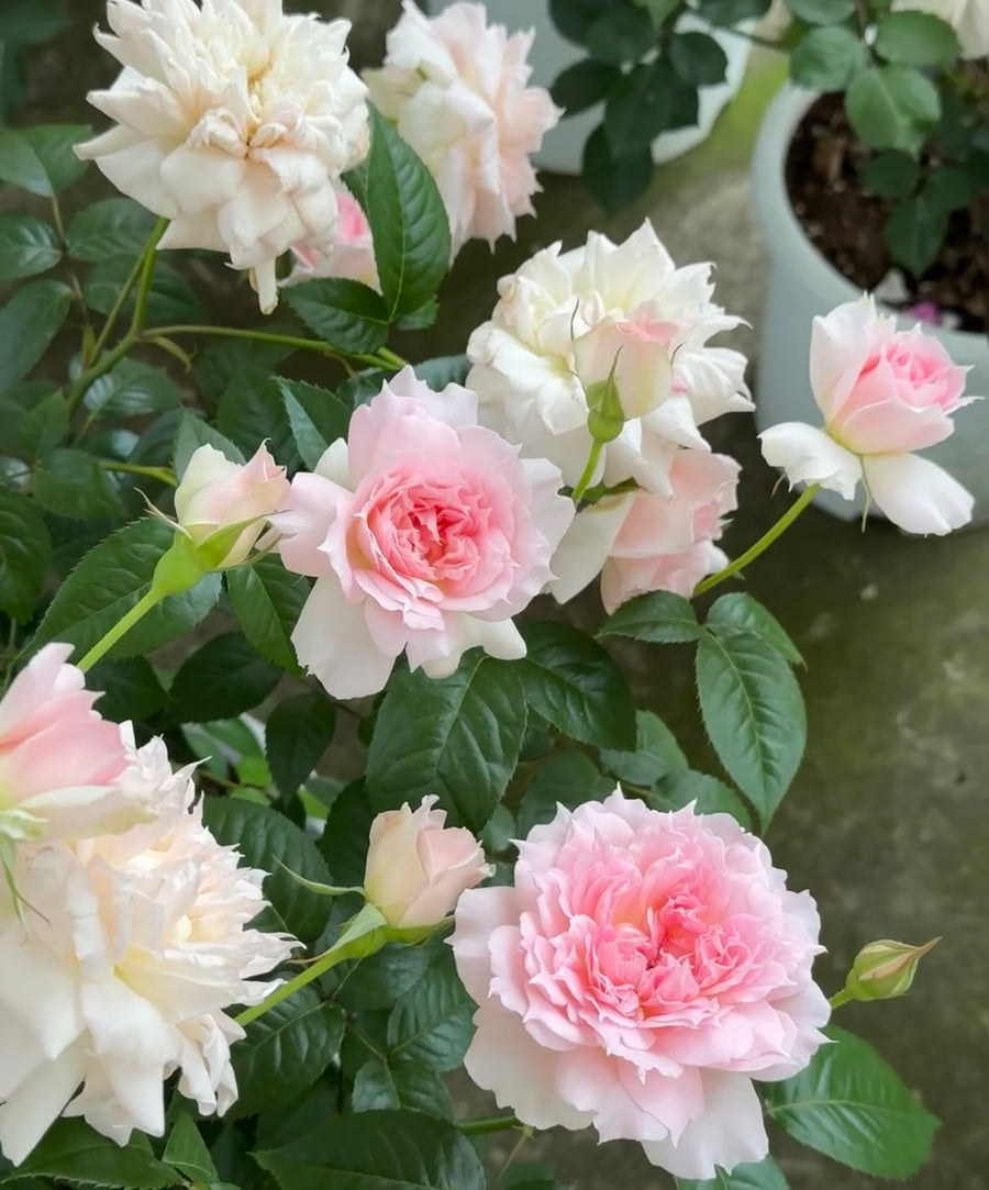 Ajourée Rose potted garden rose