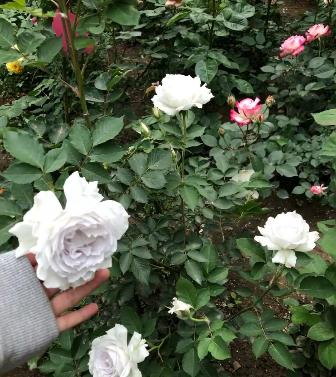 Gabriel Rose potted garden rose