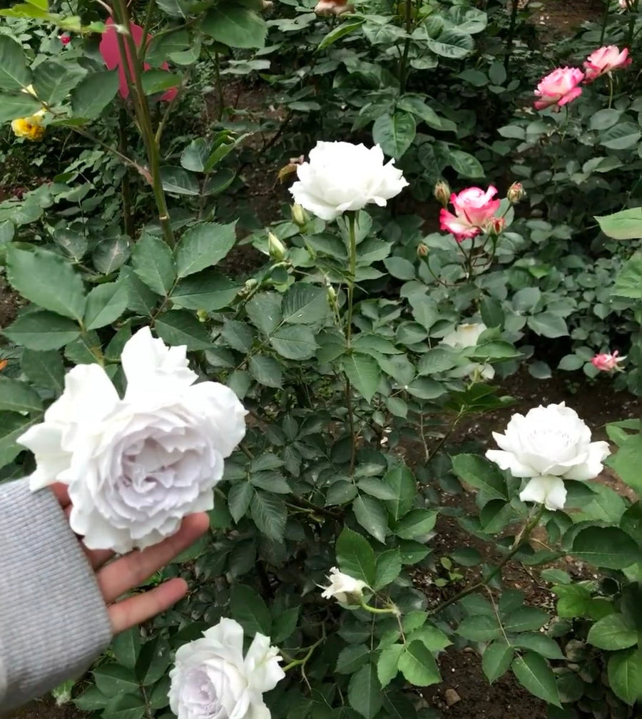 Gabriel Rose potted garden rose
