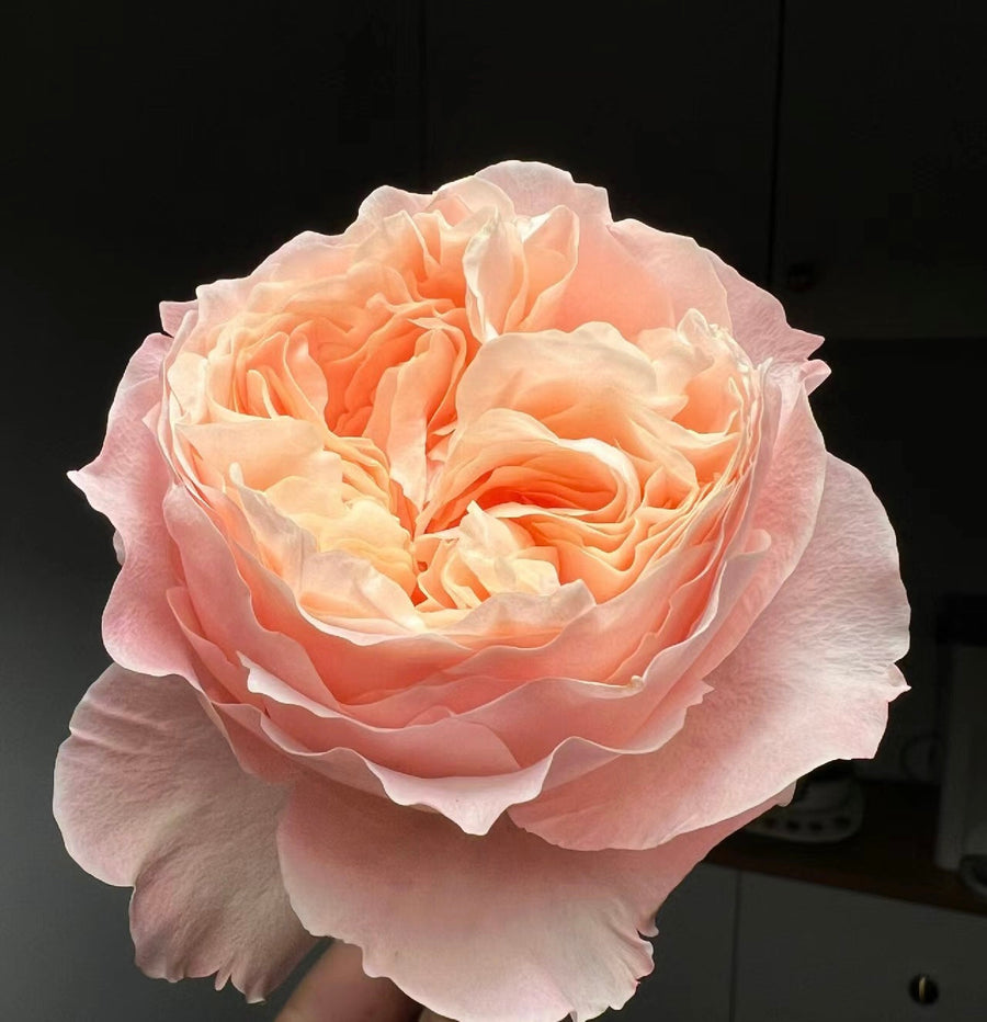 Puff Manorl potted garden rose