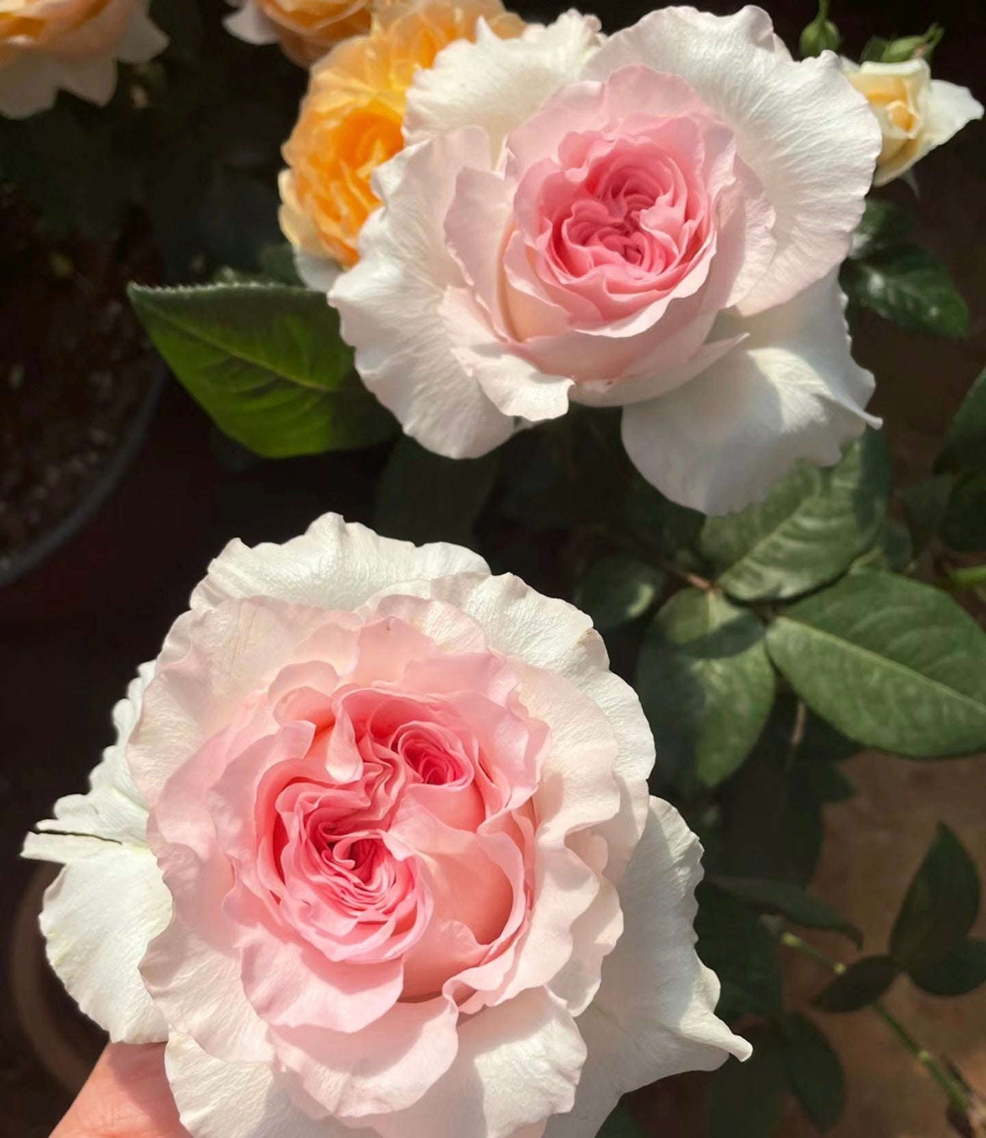 Goddess of the Luo River potted garden rose