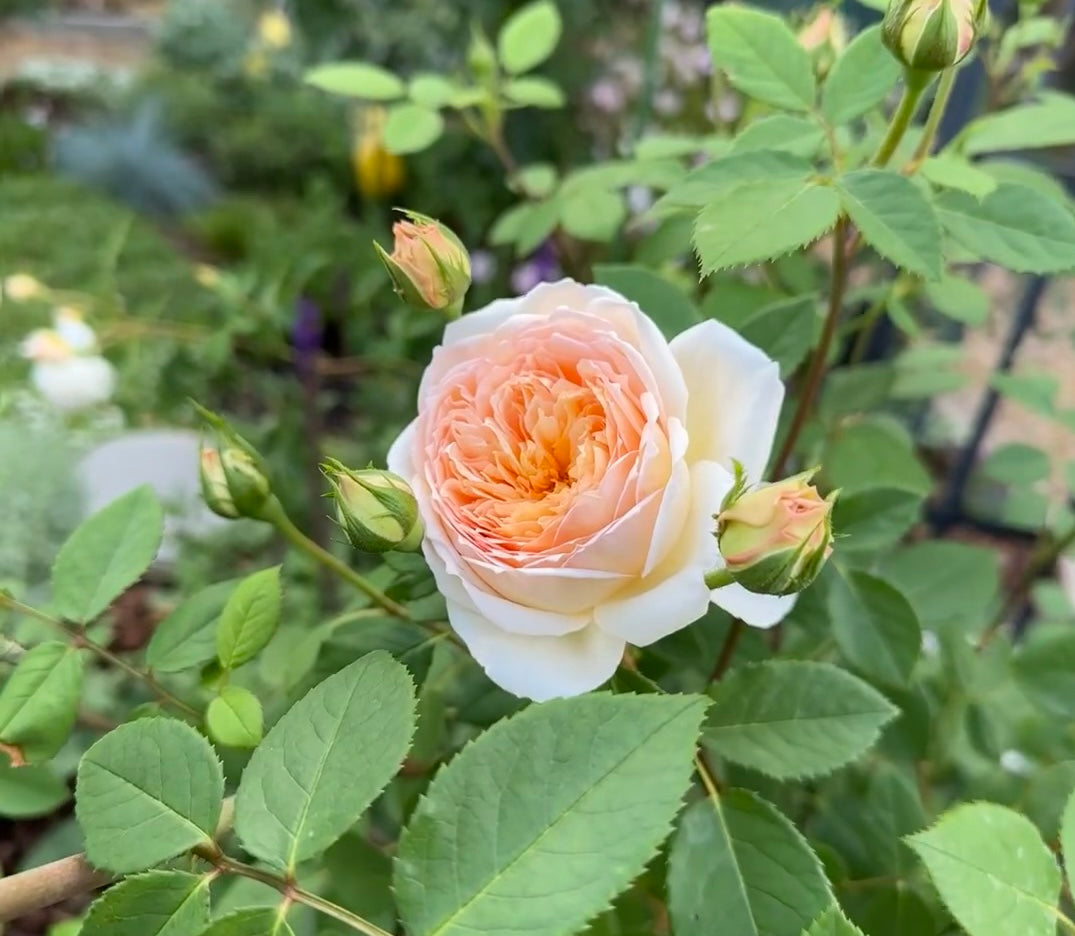 Bathsheba potted garden rose
