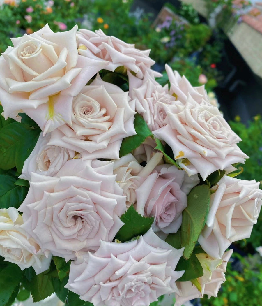Manta potted garden rose