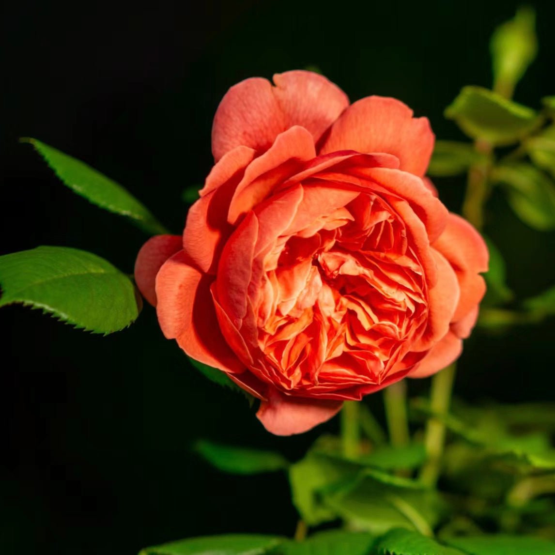 Summer Song Rose potted garden rose