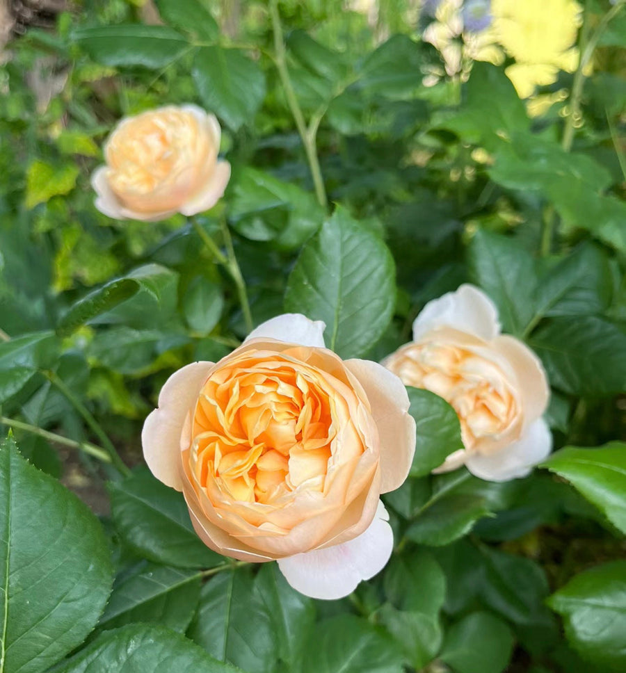 Roald Dahl potted garden rose