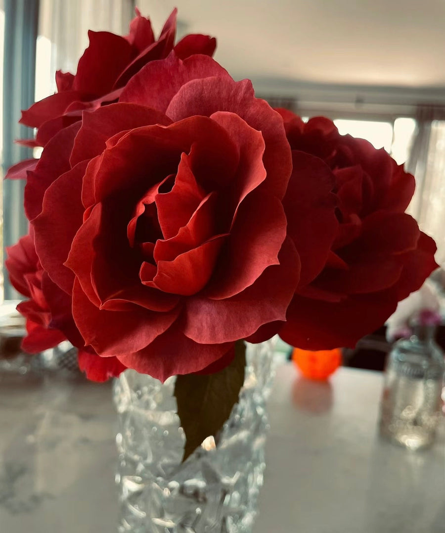 Hot Cocoa potted garden rose