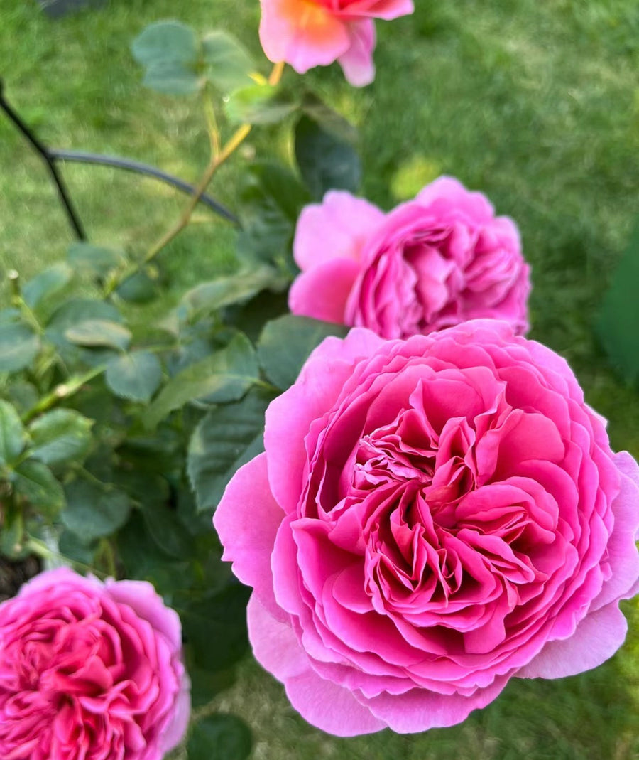 Princess Alexandra of Kent potted garden rose