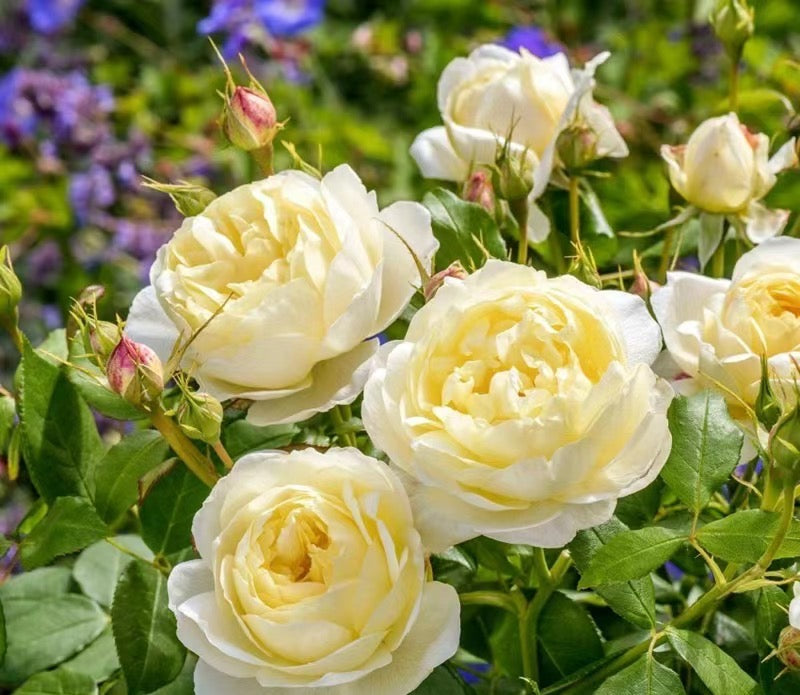 Vanessa Bell potted garden rose