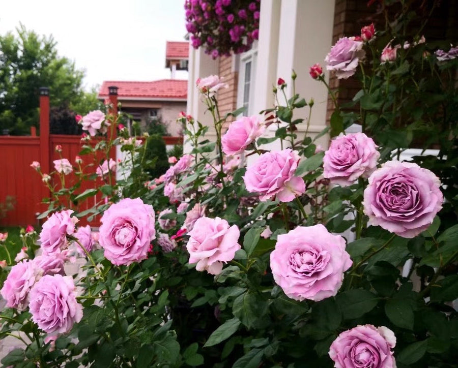 Posidon potted garden rose