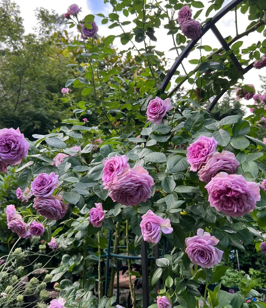 Quicksilver potted garden rose