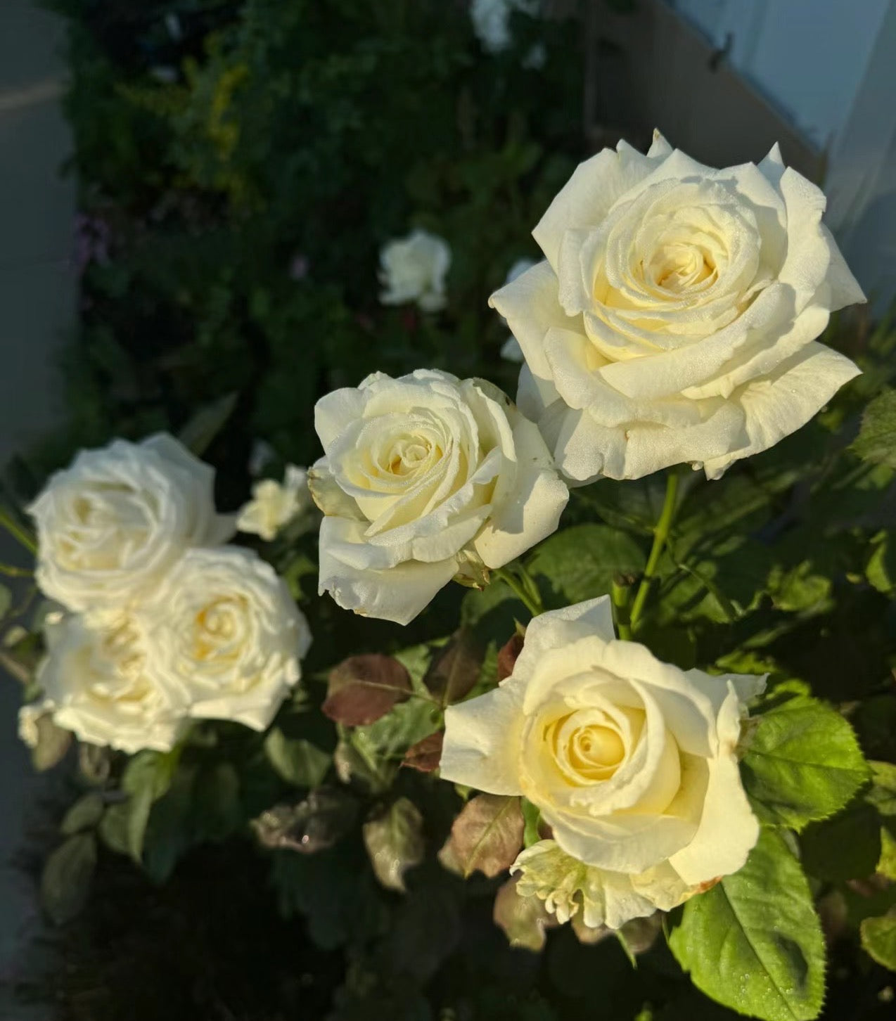 Pope John Il potted garden rose