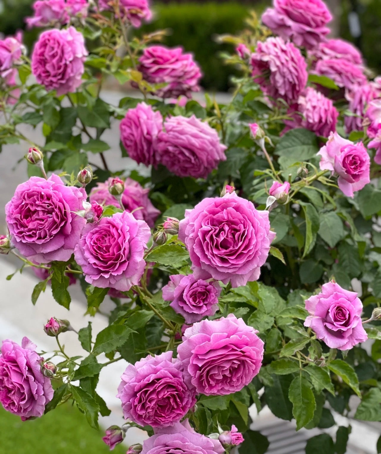 Sweet Madame Blue potted garden rose