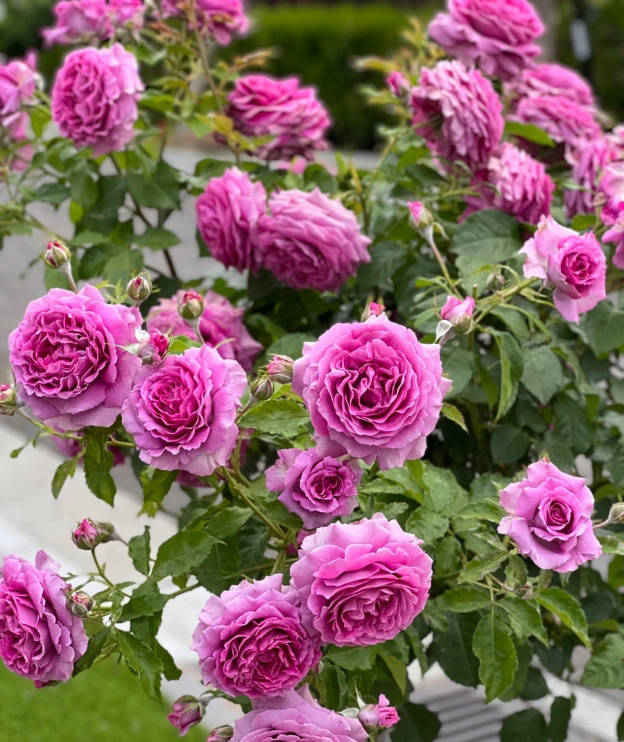 Sweet Madame Blue potted garden rose