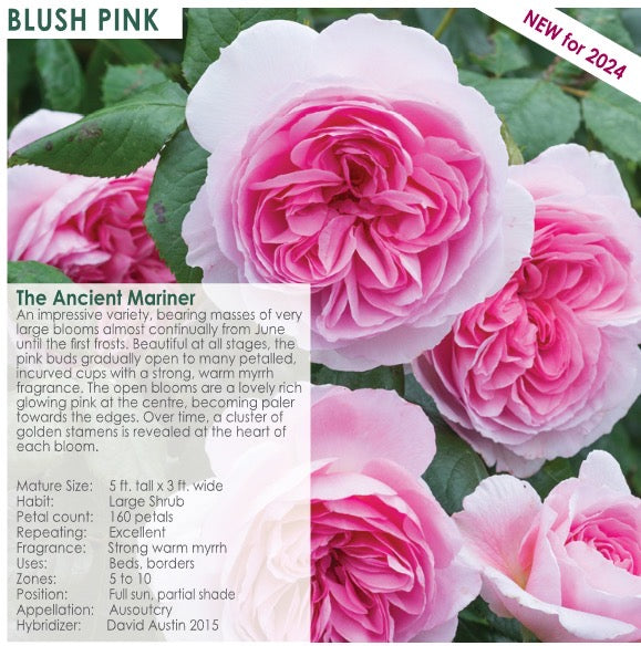 The Ancient Mariner potted garden rose