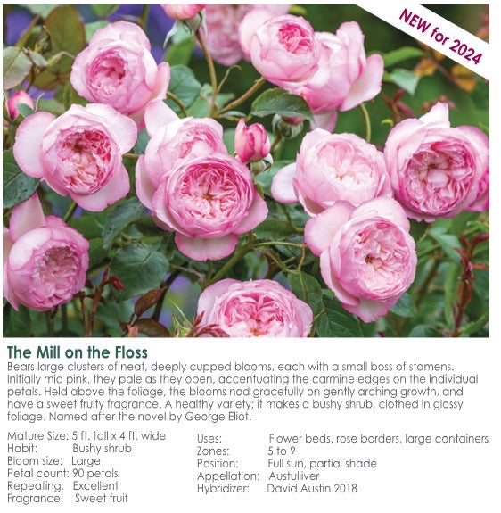 The Mill on the Floss potted garden rose