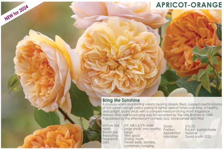 Bring Me Sunshine potted garden rose