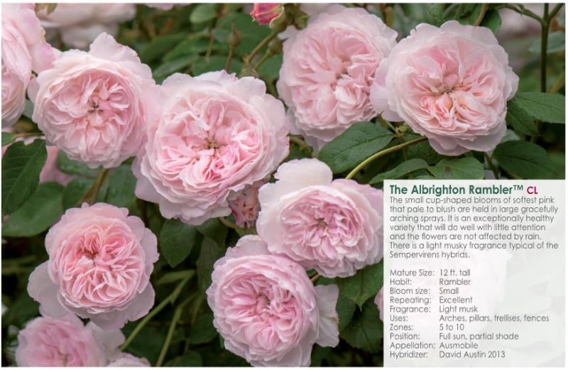 The Albrighton RamblerM potted garden rose
