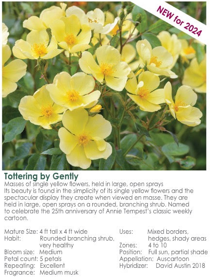 Tottering by Gently potted garden rose