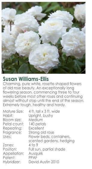 Susan Williams -Ellis potted garden rose