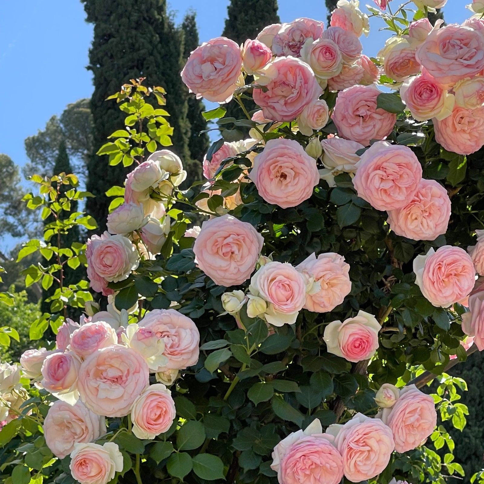 Rose Eden Climber (Pierre de Ronsard) potted garden rose