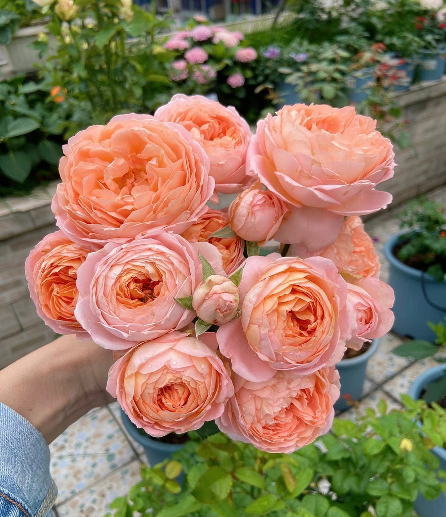 Confiture potted garden rose