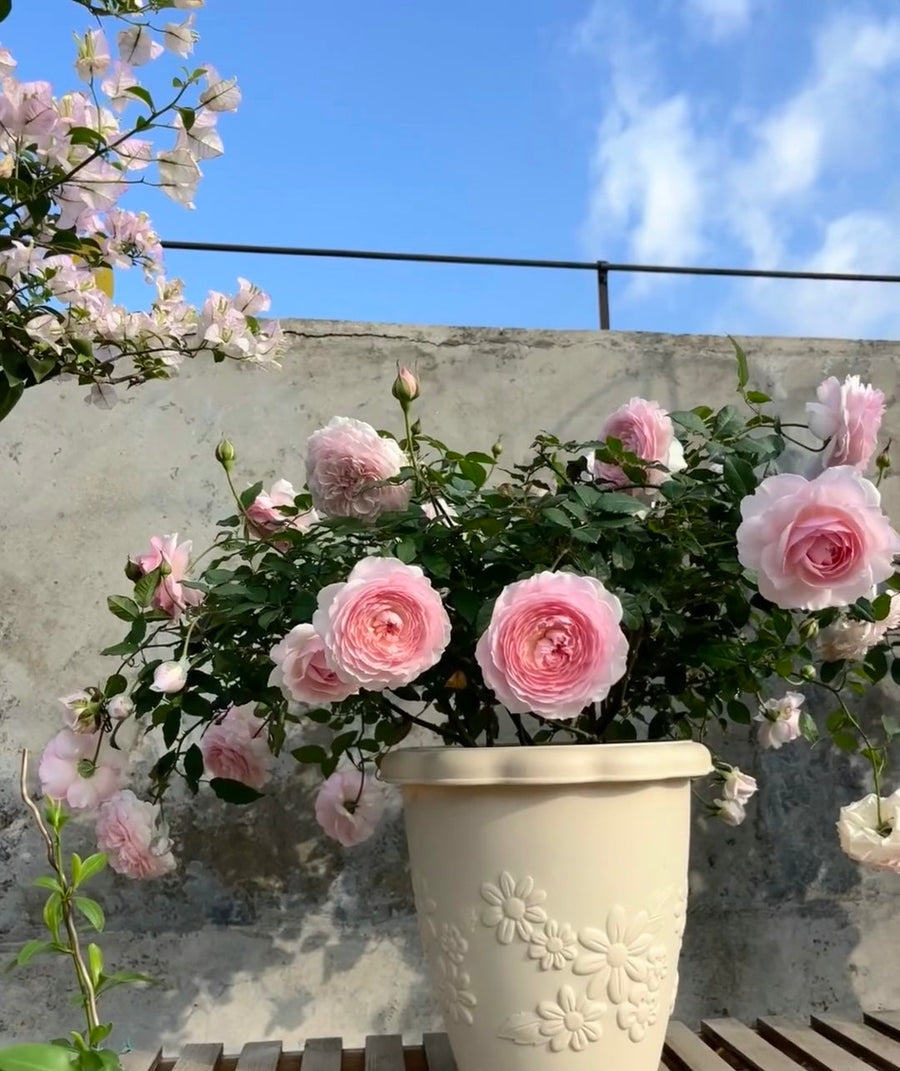 Misaki potted garden rose
