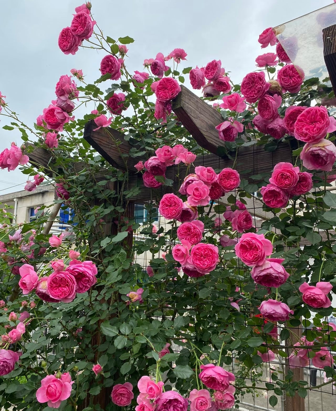 Parada potted garden rose