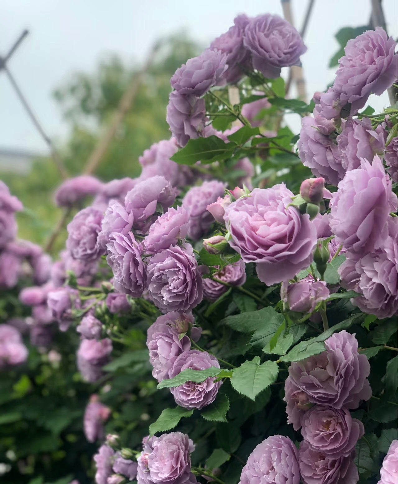Lavender Circus potted garden rose