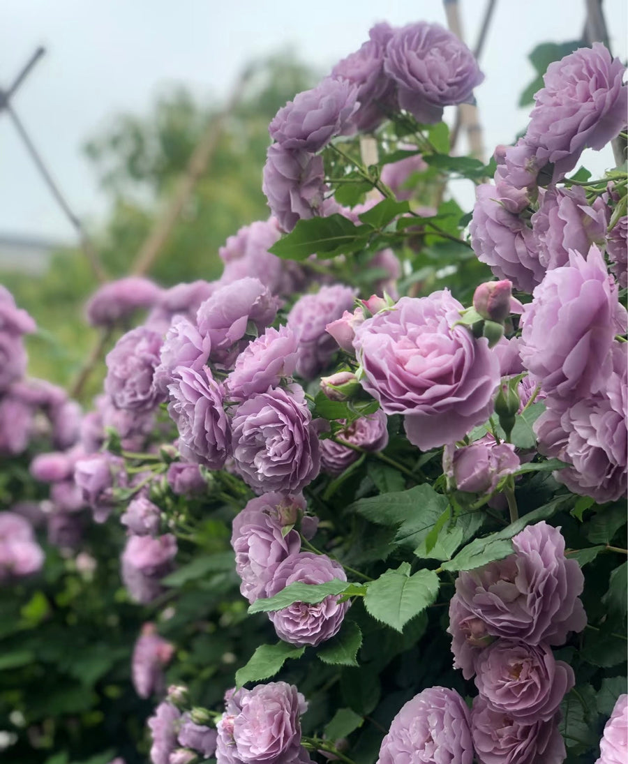 Lavender Circus potted garden rose