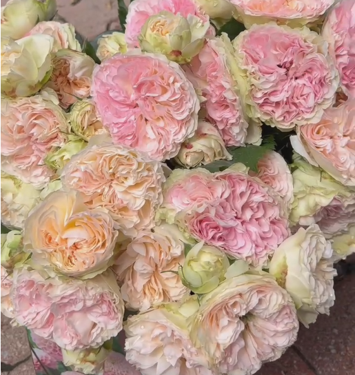 Pashmina potted garden rose