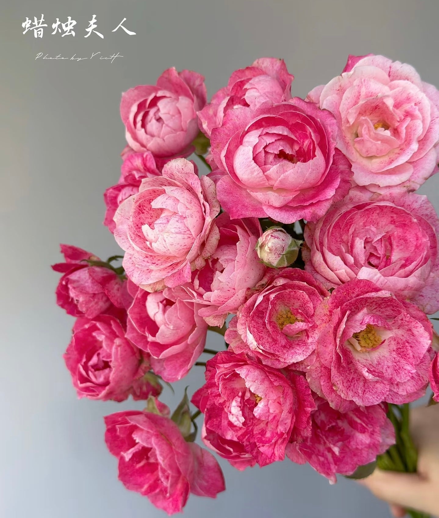 Lady Candle Wagyu beef potted garden rose