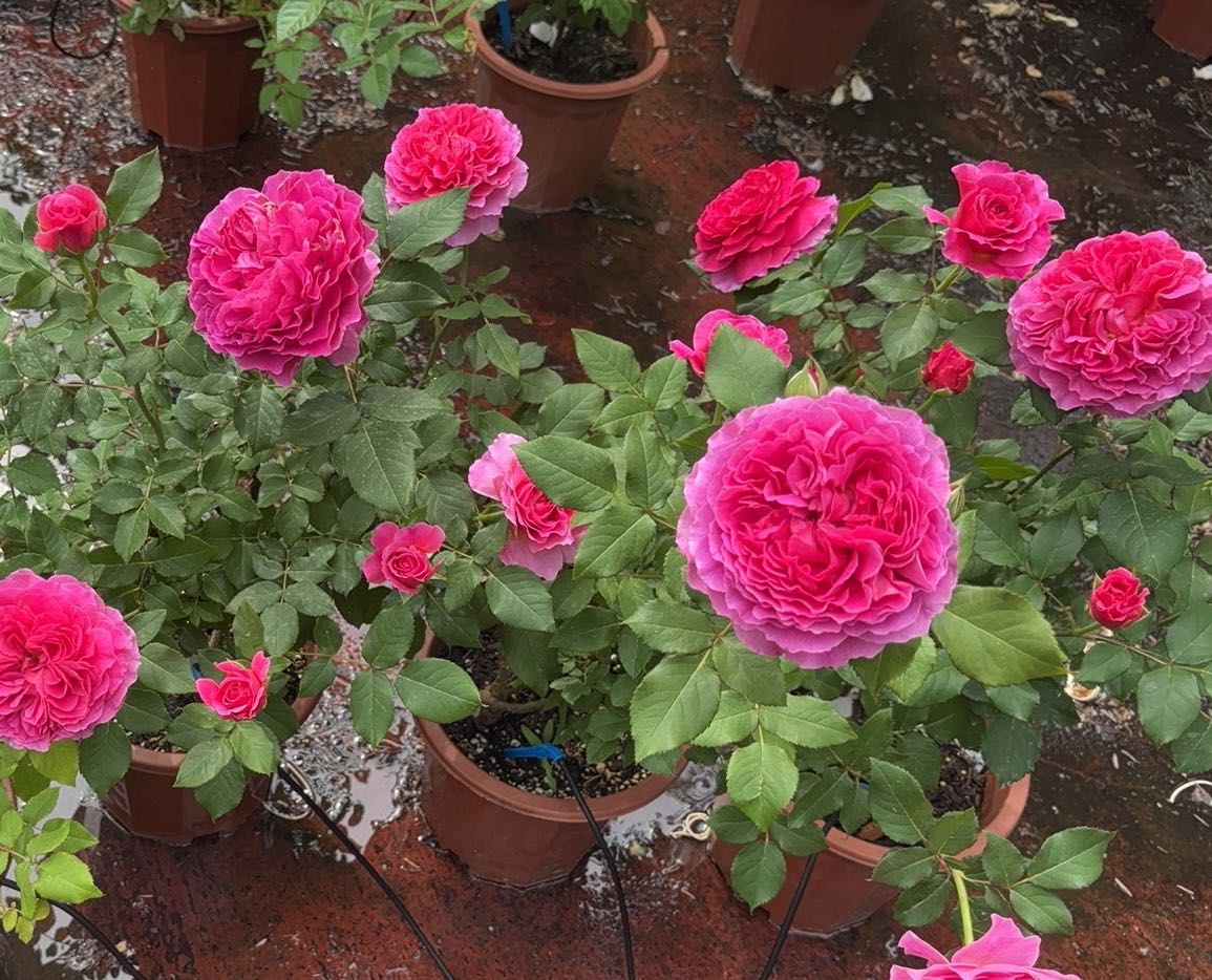 Gabriel Oak potted garden rose