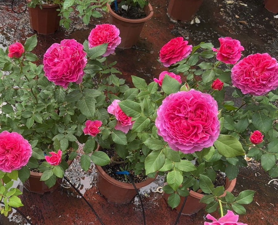 Gabriel Oak potted garden rose