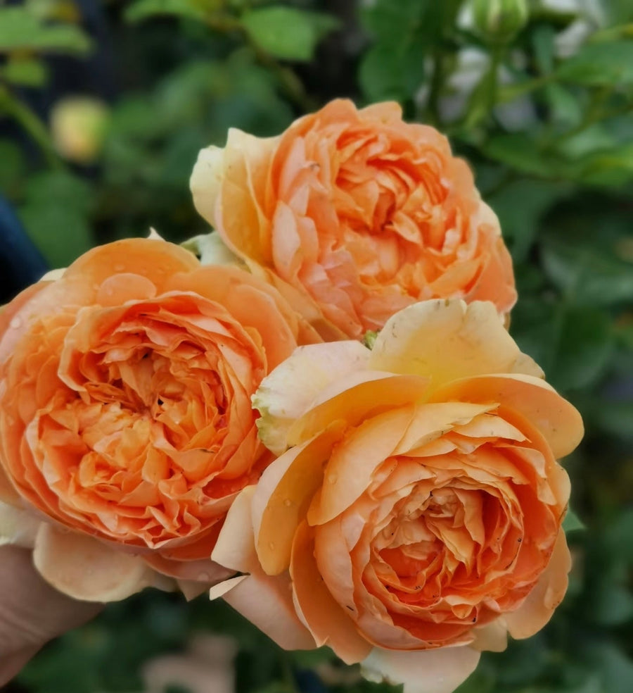 Double Amber potted garden rose