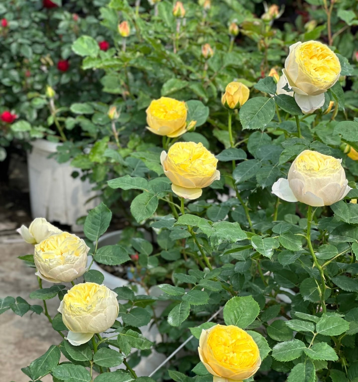 Lang Rosa-Bird Chirp potted garden rose