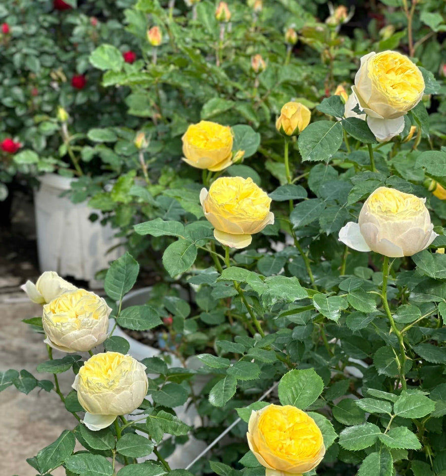 Lang Rosa-Bird Chirp potted garden rose