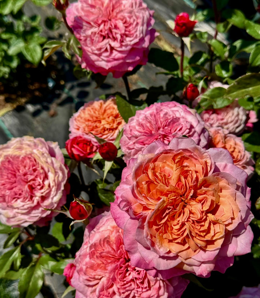 Miyabi potted garden rose