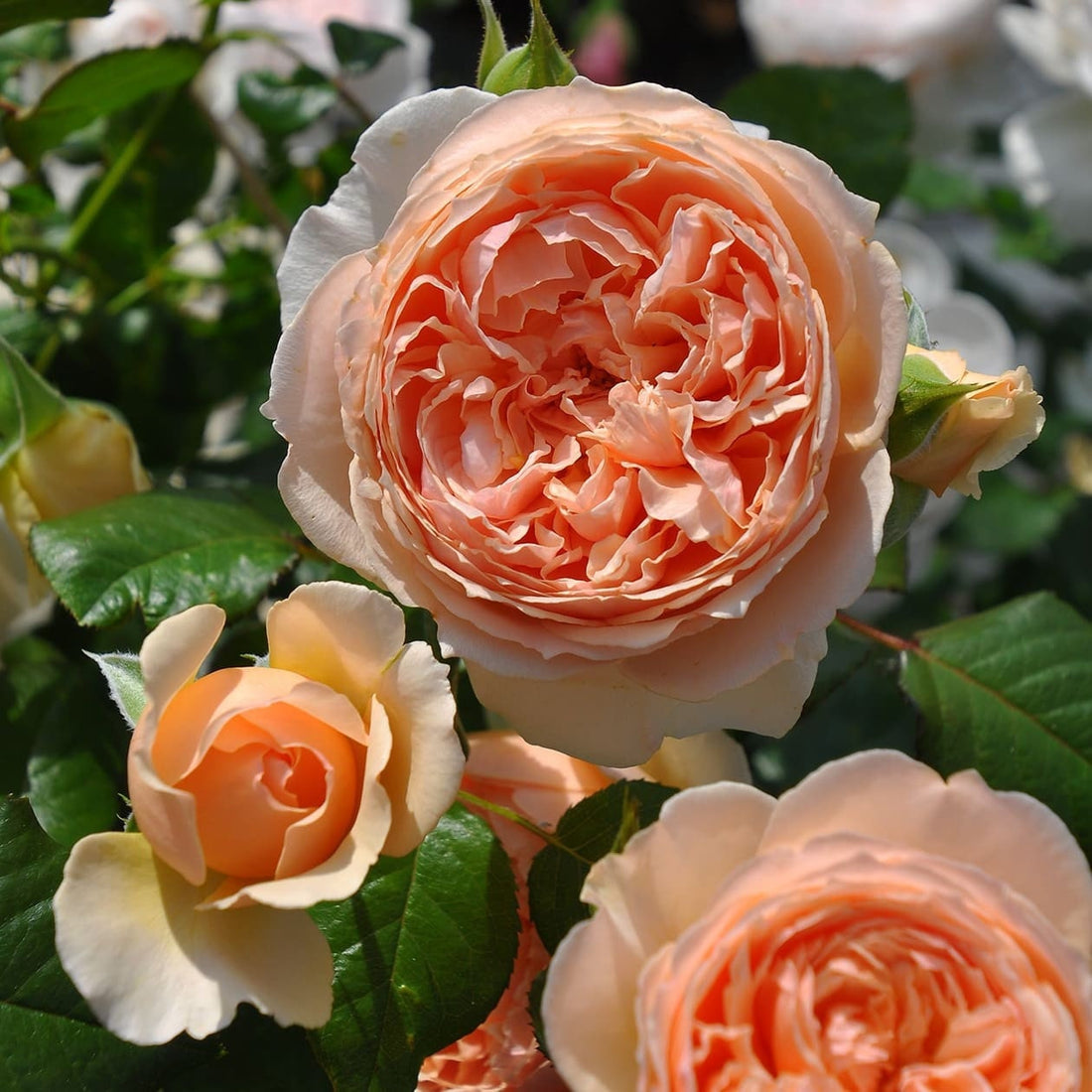 Japanese roses