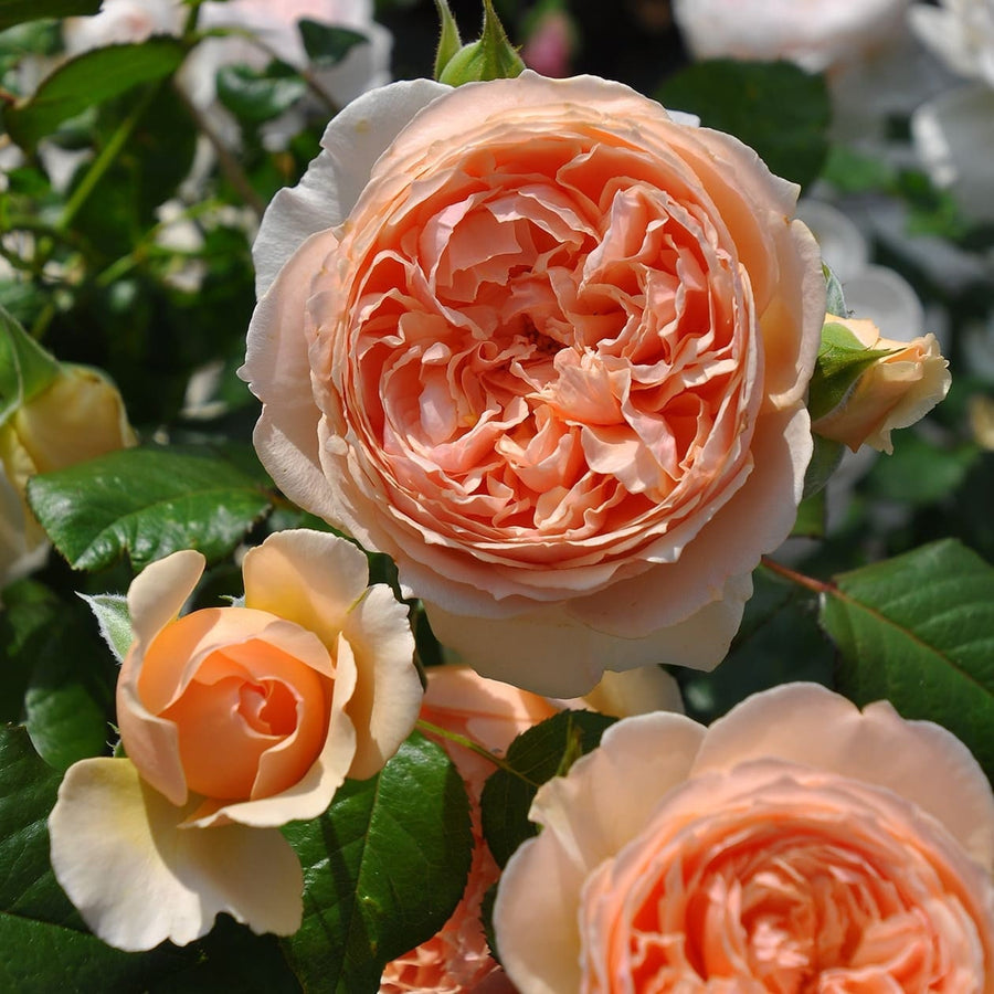 Masora Japanese Rose potted garden rose